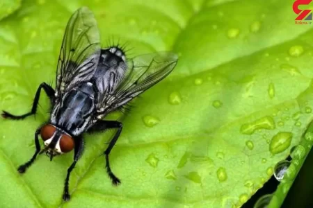 تولید پلاستیک ، جذب آب سیل و رهاسازی تدریجی رطوبت از مگس‌های مرده!