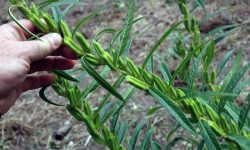 امکان کشت مکانیزه کنجد فراهم شد