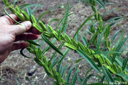 امکان کشت مکانیزه کنجد فراهم شد