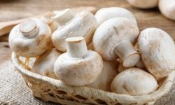 ایجاد کارگاه تولید قارچ در مسجدسلیمان به همت بسیج سازندگی