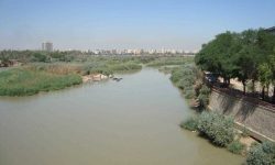 درختان ساحل کارون برای ایجاد “منظر رودخانه” جابه‌جا می‌شوند