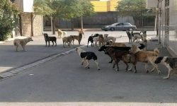 با پیگیری سازمان حفاظت محیط‌زیست؛ سگ‌های بی‌صاحب قانونمند می‌شوند/وزارت کشور و شهرداری‌ها مسوول ساماندهی