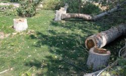 برخوردقضایی با قطع درخت در سطح شهر اهواز