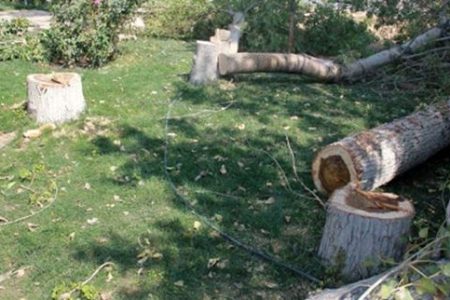 برخوردقضایی با قطع درخت در سطح شهر اهواز