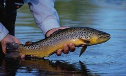 امکان و ظرفیت پرورش ماهیان سردآبی و خاویاری در لالی وجود دارد