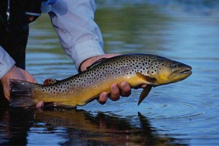 امکان و ظرفیت پرورش ماهیان سردآبی و خاویاری در لالی وجود دارد