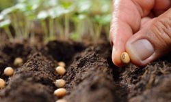 کاشت هسته ای هزاران نهال در گلخانه های نفت و گاز مارون