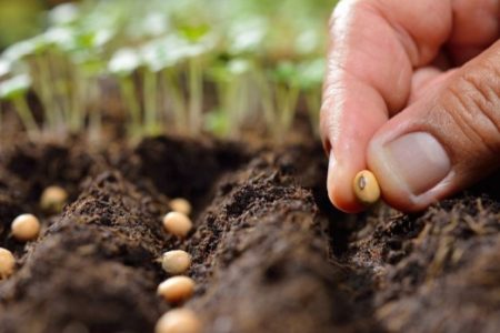 کاشت هسته ای هزاران نهال در گلخانه های نفت و گاز مارون