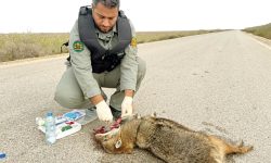 پرنده کمیابی که بعد از ۱۱۶ سال به ایران آمد / گفت و گو با محیط‌بان محبوب جنوبی ؛ شکارچیان برادرم را با تیر و فرزندم را کتک زدند + تصاویر