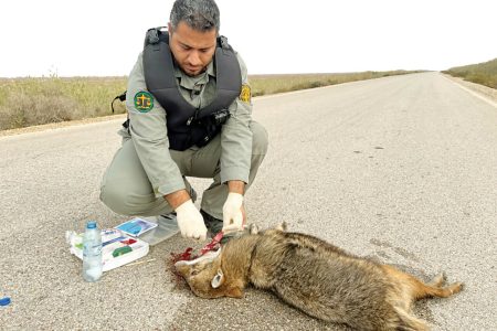 پرنده کمیابی که بعد از ۱۱۶ سال به ایران آمد / گفت و گو با محیط‌بان محبوب جنوبی ؛ شکارچیان برادرم را با تیر و فرزندم را کتک زدند + تصاویر