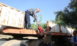 ۱۰۰۰۰ اصله نهال برای توسعه فضای‌سبز به مناطق نفتخیز جنوب ارسال شد