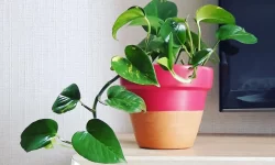 ۲۶ گیاه مناسب آپارتمان های کم نور / این گیاهان عاشق تاریکی هستند