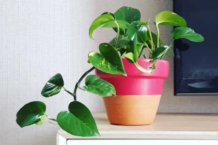 ۲۶ گیاه مناسب آپارتمان های کم نور / این گیاهان عاشق تاریکی هستند