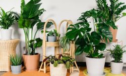 گیاهانی که استرس خانه و محل کار را کاهش می‌دهند