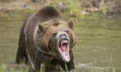 خرس وحشی شکم کشاورز کوهرنگی را شکافت