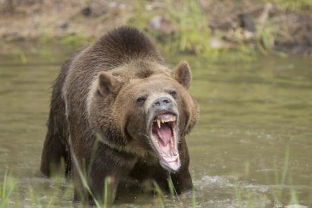 خرس وحشی شکم کشاورز کوهرنگی را شکافت