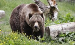 مشاهده یک قلاده خرس قهوه‌ای و دو توله در «تاراز»