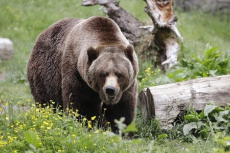 مشاهده یک قلاده خرس قهوه‌ای و دو توله در «تاراز»