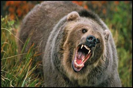 حمله خونین خرس به مرد میانسال در دهدز