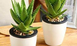 خواص و مضرات مصرف آلوئه‌ورا از دیدگاه طب سنتی؛طبع آلوئه ورا سرد است یا گرم ؟