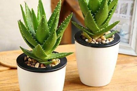 خواص و مضرات مصرف آلوئه‌ورا از دیدگاه طب سنتی؛طبع آلوئه ورا سرد است یا گرم ؟