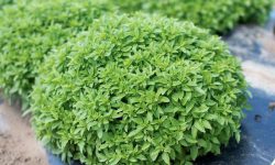 آموزش کاشت سبزه ریحان در انواع مختلف برای عید نوروز