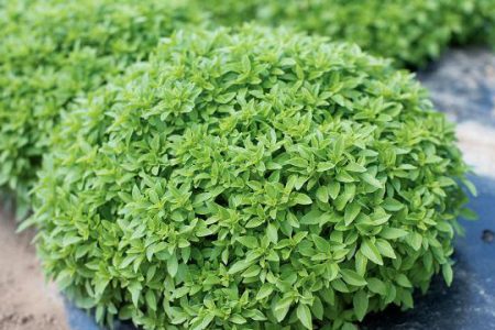 آموزش کاشت سبزه ریحان در انواع مختلف برای عید نوروز