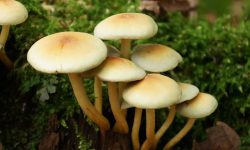 مراقب این قارچ‌ها باشید!