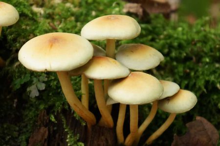 مراقب این قارچ‌ها باشید!