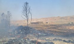 شعله های آتش ۱۹۵ اصله درخت را در منطقه بتوند مسجدسلیمان خاکستر کرد+تصاویر