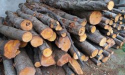 محکومیت قاچاقچی چوب در مسجدسلیمان