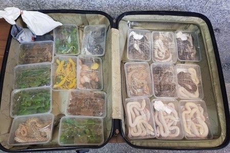 کشف ۱۲۰ خزنده قبل از ورود به هواپیما در فرودگاه امام