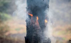 کشاورزان مقصر در آتش گرفتن منابع طبیعی به دستگاه قضا معرفی می‌شوند