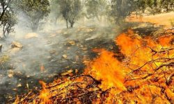 آتش‌سوزی در جنگل‌های اندیکا مهار شد