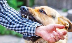 سگ هار کودک ۶ ساله دزفولی را از پا درآورد