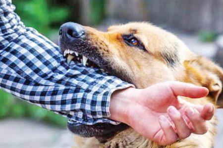 “سگ‌‌های ولگرد”، بحرانی که فردا برای چاره آن دیر است!