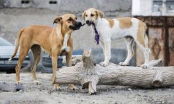 چه زمانی سگ گزیدگی باعث مرگ می‌شود؟ / ماجرای فوت کودکانی که واکسن هاری زده بودند