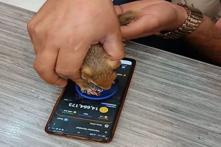 آزار همستر برای سنجاب ایرانی! / همسترباز پرحاشیه دستگیر شد