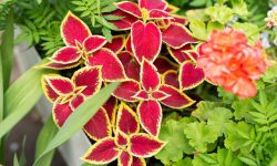 نکات طلایی برای نگهداری از گل حُسن یوسف