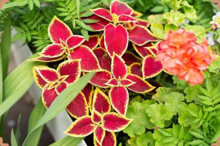 نکات طلایی برای نگهداری از گل حُسن یوسف