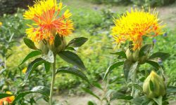 آغاز برداشت گلرنگ از مزارع اندیکا