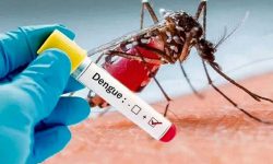 ۸۰ درصد بیماران تب دنگی علامت ندارند/ وجود پشه مهاجم در ایران+علایم ابتلا