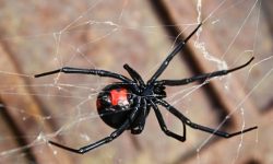 مشاهده «عنکبوت بیوه کاذب» در بهبهان