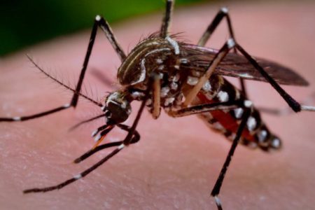 ۴۰ شهر ایران درگیر پشه آئدس ؛ این استان‌ها آلوده‌اند / احتمال همه‌گیری تب دنگی و تعطیلی برخی جزایر کشور