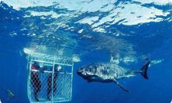 ارزیابی ظرفیت راه‌اندازی گردشگری کوسه در آب‌های اطراف چابهار