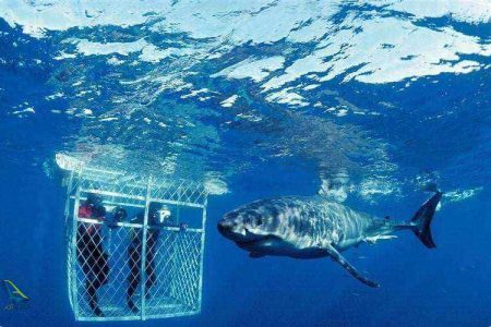 ارزیابی ظرفیت راه‌اندازی گردشگری کوسه در آب‌های اطراف چابهار