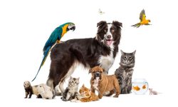 بیماری‌های کشنده حیوانی در کمین‌اند؛ مراقبت‌ها را جدی بگیرید