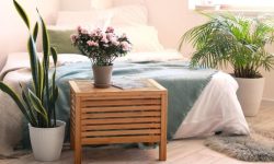 ۷ گیاه آپارتمانی برای خانه‌های کوچک و کم جا را بشناسید / فوت و فن مراقبت و نگهداری از گیاهان آپارتمانی پرطرفدار