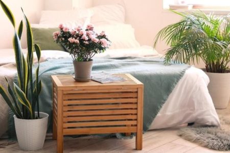 ۷ گیاه آپارتمانی برای خانه‌های کوچک و کم جا را بشناسید / فوت و فن مراقبت و نگهداری از گیاهان آپارتمانی پرطرفدار