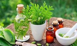 برداشت ۲۴ تُن گیاه دارویی در خرمشهر